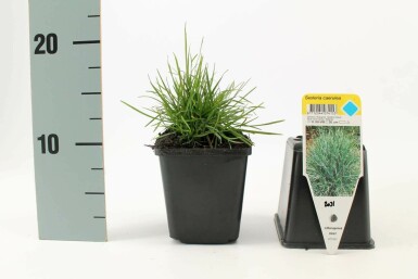 Blauwgras Sesleria caerulea 5-10 Pot P9 Sesleria caerulea