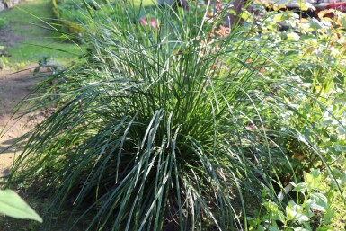 Blauwgras Sesleria caerulea 5-10 Pot P9 Sesleria caerulea