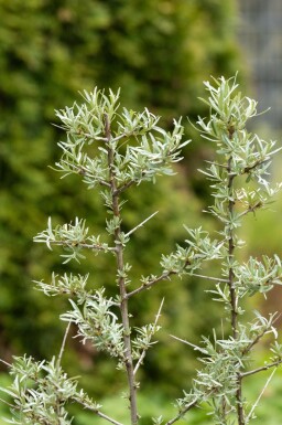Hippophae rhamnoides