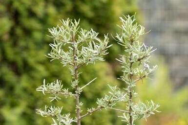 Hippophae rhamnoides