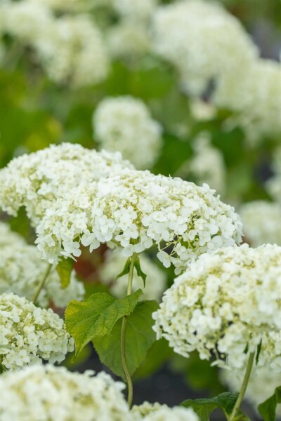 Hortensia Hydrangea ‘Strong Annabelle’ struik 80-100 C10 Hydrangea ‘Strong Annabelle’ struik 80-100 cm