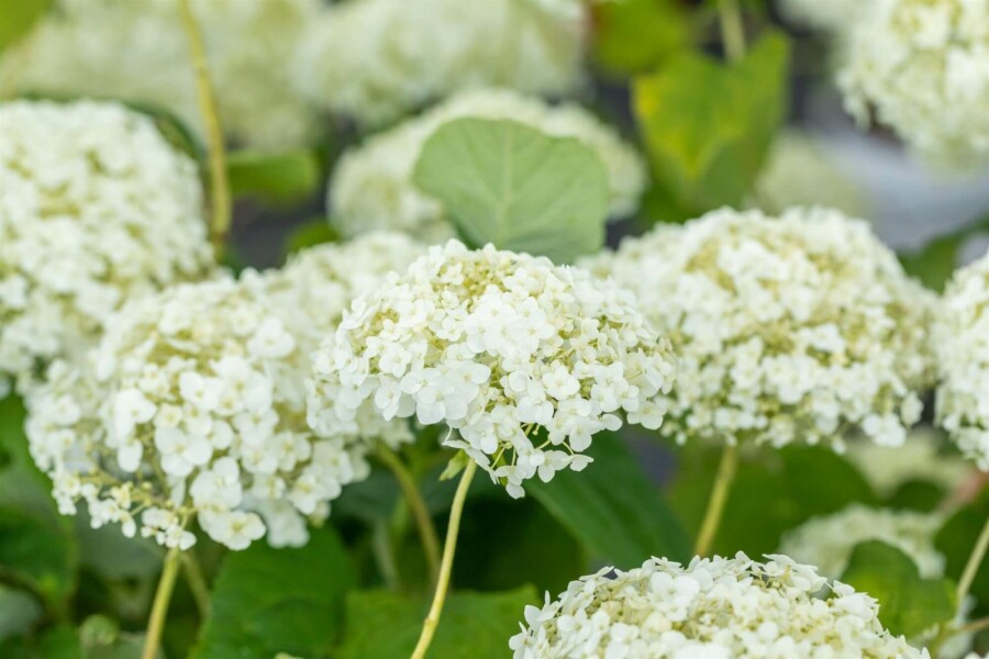 Hortensia Hydrangea ‘Strong Annabelle’ struik 80-100 C10 Hydrangea ‘Strong Annabelle’ struik 80-100 cm
