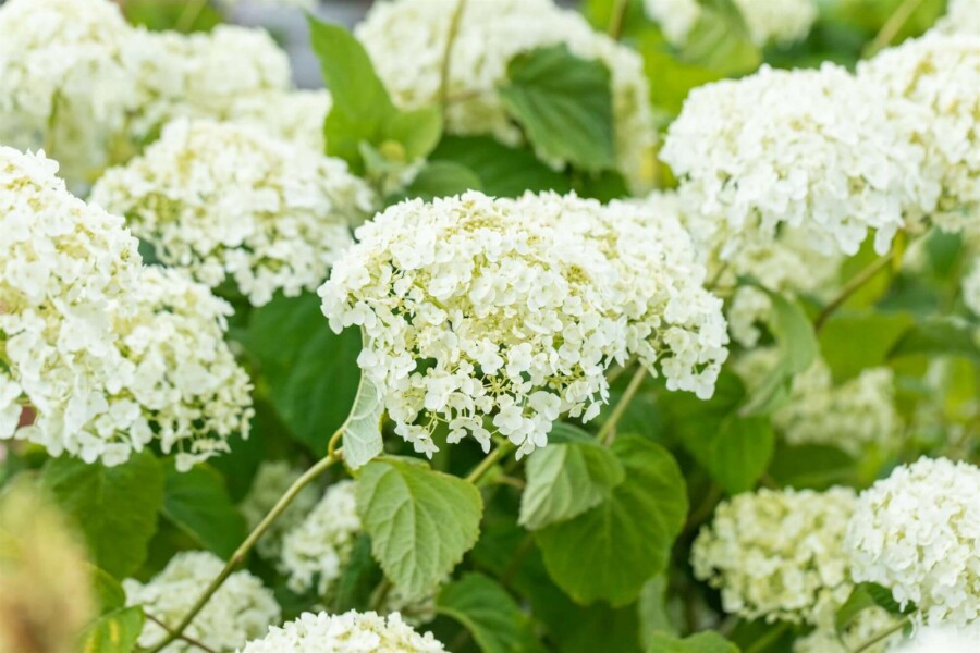 Hortensia Hydrangea ‘Strong Annabelle’ struik 80-100 C10 Hydrangea ‘Strong Annabelle’ struik 80-100 cm