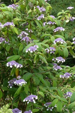 Fluweelhortensia Hydrangea aspera 'Sargentiana' struik Hydrangea aspera 'Sargentiana' struik