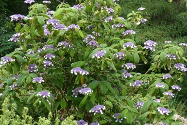 Fluweelhortensia Hydrangea aspera 'Sargentiana' struik Hydrangea aspera 'Sargentiana' struik