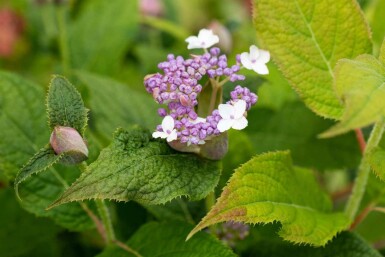 Hydrangea involucrata