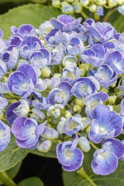 Hydrangea macrophylla 'Ayesha'