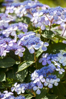 Hortensia Hydrangea macrophylla 'Bodensee' struik Hydrangea macrophylla 'Bodensee' struik