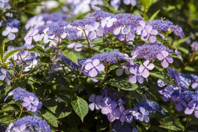 Hortensia Hydrangea macrophylla 'Bodensee' struik Hydrangea macrophylla 'Bodensee' struik
