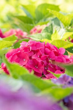 Hortensia Hydrangea macrophylla 'Bouquet Rose' struik Hydrangea macrophylla 'Bouquet Rose' struik