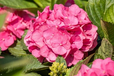 Hortensia Hydrangea macrophylla 'Bouquet Rose' struik Hydrangea macrophylla 'Bouquet Rose' struik