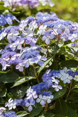 Hydrangea macrophylla 'Mariesii Perfecta'