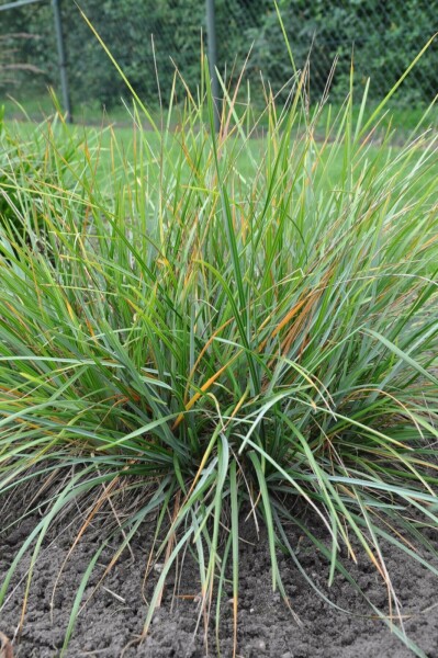 Blauwgras Sesleria heufleriana 5-10 Pot P9 Sesleria heufleriana