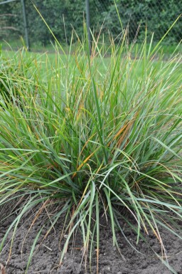 Blauwgras Sesleria heufleriana 5-10 Pot P9