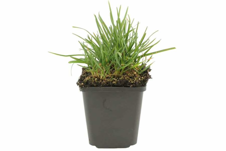 Blauwgras Sesleria heufleriana 5-10 Pot P9 Sesleria heufleriana