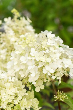 Hydrangea paniculata 'Bobo'