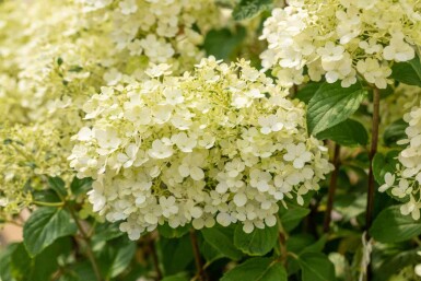 Hydrangea paniculata 'Bobo'