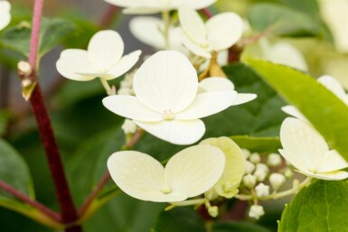 Pluimhortensia Hydrangea paniculata 'Early Sensation' struik 30-40 C3 Hydrangea paniculata 'Early Sensation' C3 30-40
