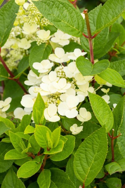 Pluimhortensia Hydrangea paniculata 'Early Sensation' struik 30-40 C3 Hydrangea paniculata 'Early Sensation' struik 30-40 cm