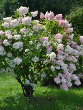 Pluimhortensia Hydrangea paniculata 'Grandiflora' struik Hydrangea paniculata 'Grandiflora'