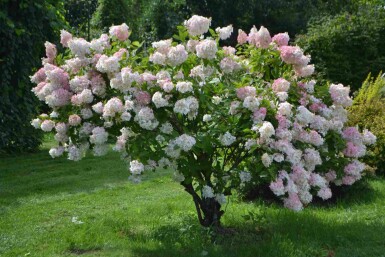 Pluimhortensia Hydrangea paniculata 'Grandiflora' struik Hydrangea paniculata 'Grandiflora'