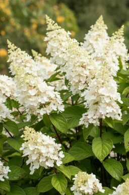 Pluimhortensia Hydrangea paniculata 'Kyushu' struik Hydrangea paniculata 'Kyushu' struik