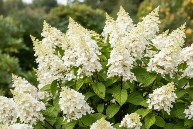 Pluimhortensia Hydrangea paniculata 'Kyushu' struik Hydrangea paniculata 'Kyushu' struik