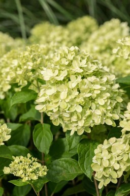 Hydrangea paniculata 'Little Lime'