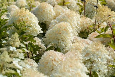 Hydrangea paniculata 'Phantom'