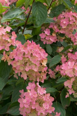 Hydrangea paniculata 'Pink Diamond'