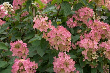 Hydrangea paniculata 'Pink Diamond'