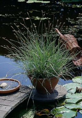 Sesleria nitida