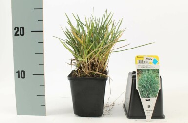 Blauwgras Sesleria nitida 5-10 Pot P9 Sesleria nitida