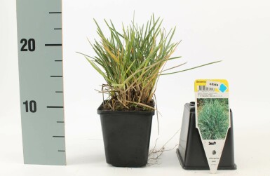 Blauwgras Sesleria nitida 5-10 Pot P9