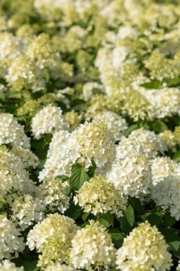 Hydrangea paniculata 'Skyfall'
