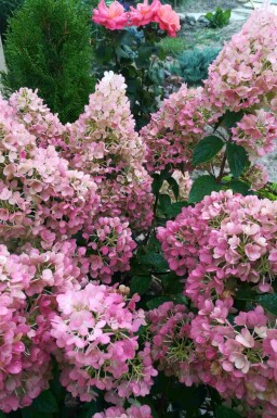 Hydrangea paniculata 'Sundae Fraise'