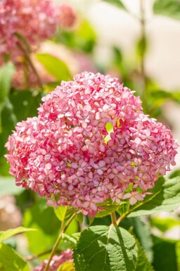 Hortensia Hydrangea 'Pink Annabelle' struik Hydrangea 'Pink Annabelle'