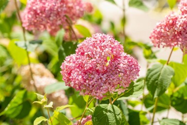 Hortensia Hydrangea 'Pink Annabelle' struik Hydrangea 'Pink Annabelle'