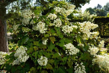 Eikenbladhortensia Hydrangea quercifolia struik Hydrangea quercifolia