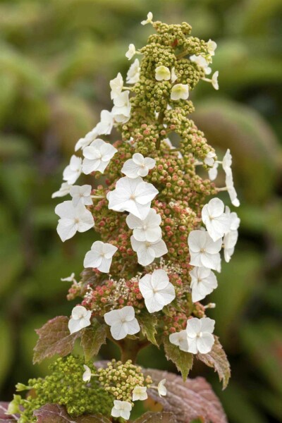 Eikenbladhortensia Hydrangea quercifolia 'Burgundy' struik Hydrangea quercifolia 'Burgundy' struik