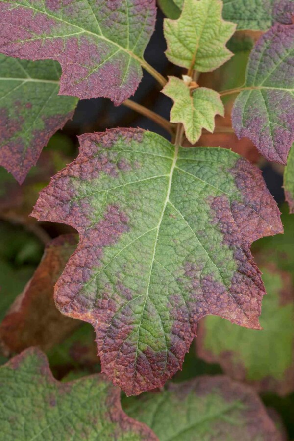 Eikenbladhortensia Hydrangea quercifolia 'Burgundy' struik Hydrangea quercifolia 'Burgundy' struik