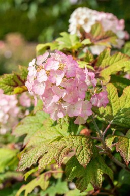Eikenbladhortensia Hydrangea quercifolia 'Snow Queen' struik Hydrangea quercifolia 'Snow Queen' struik