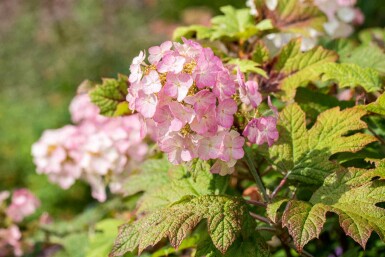 Eikenbladhortensia Hydrangea quercifolia 'Snow Queen' struik Hydrangea quercifolia 'Snow Queen' struik