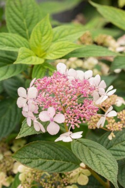 Hydrangea serrata 'Bluebird'