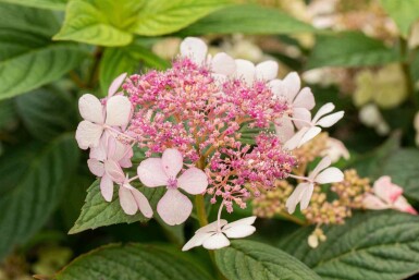 Hydrangea serrata 'Bluebird'
