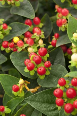 Hypericum 'Miracle Attraction'