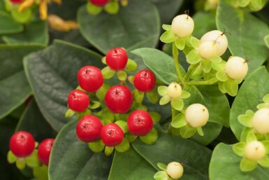 Hypericum 'Miracle Attraction'