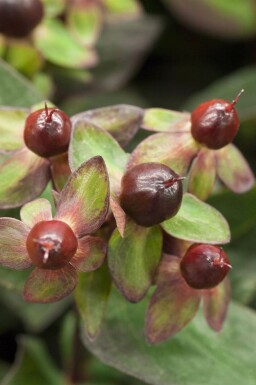 Hertshooi Hypericum 'Miracle Night' struik Hypericum 'Miracle Night' struik