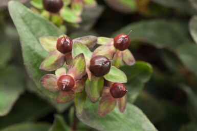 Hypericum 'Miracle Night'