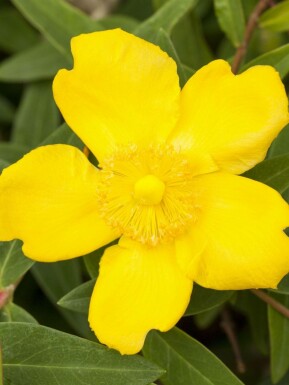 Hertshooi Hypericum 'Peter Dummer' struik Hypericum 'Peter Dummer' struik